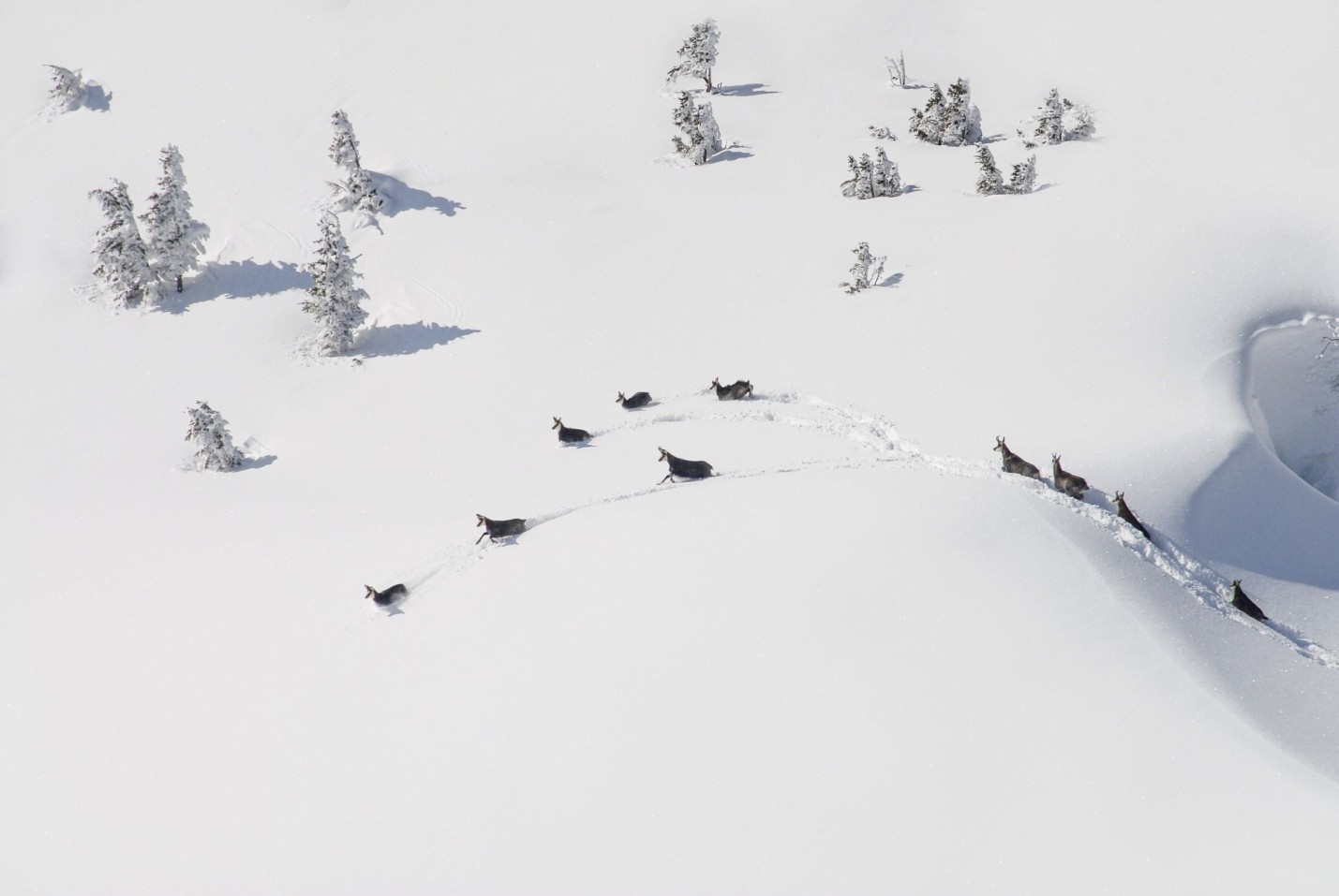 Bild_Gemsen_Gruppe © natur-freizeit