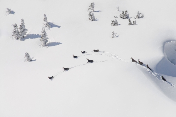 Bild_Gemsen_Gruppe © natur-freizeit