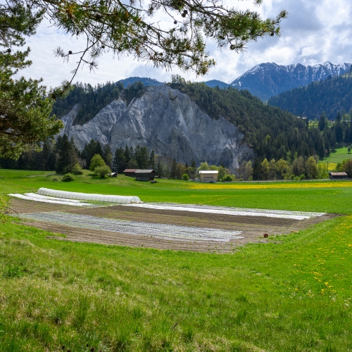 2025-04-27 Frühling Ruinaulta7