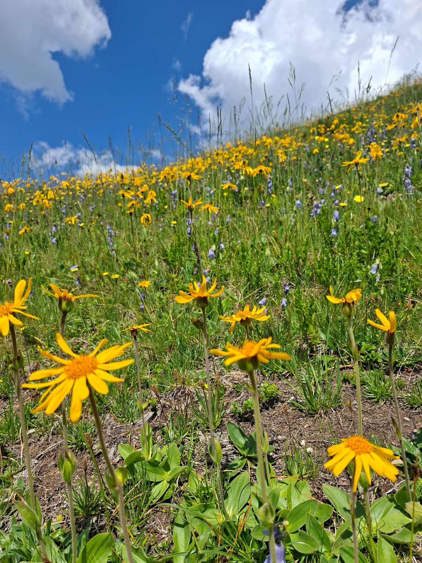 Arnica-Wiese@Nicole Trautvetter