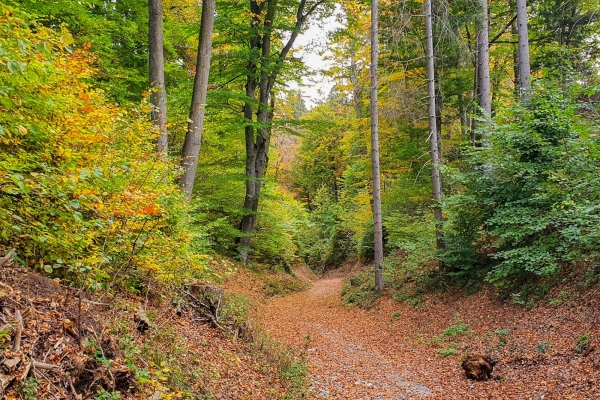 Angebot Krebsliga Graubünden: Ein Männlein steht im Walde