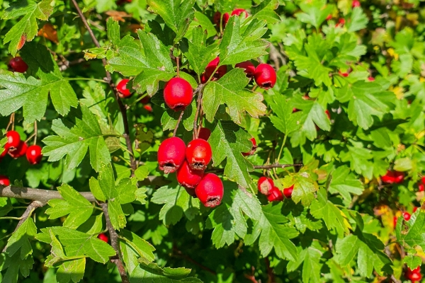 Angebot Krebsliga Graubünden: Ein Männlein steht im Walde