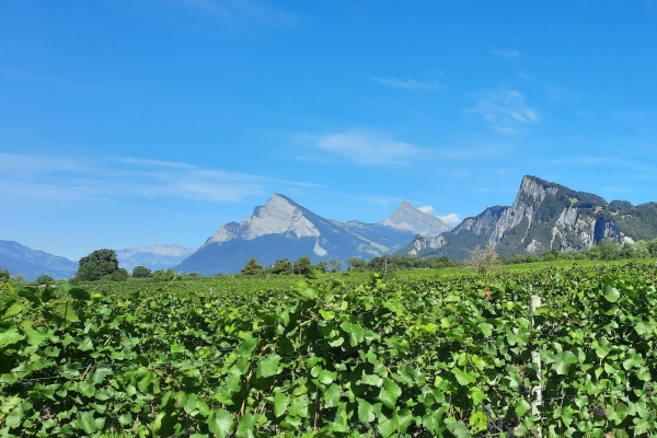 Angebot Krebsliga Graubünden: Zwischen Blüten, Bergen und Weinbergen