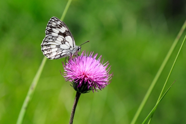 Angebot Krebsliga Graubünden: Abendliche Entdeckungstour