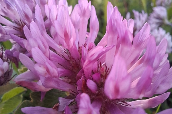 Sommer_Heilpflanze@Nicole Trautvetter