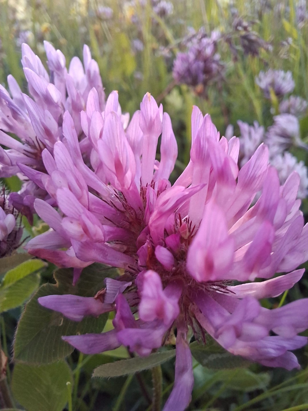 Sommer_Heilpflanze@Nicole Trautvetter