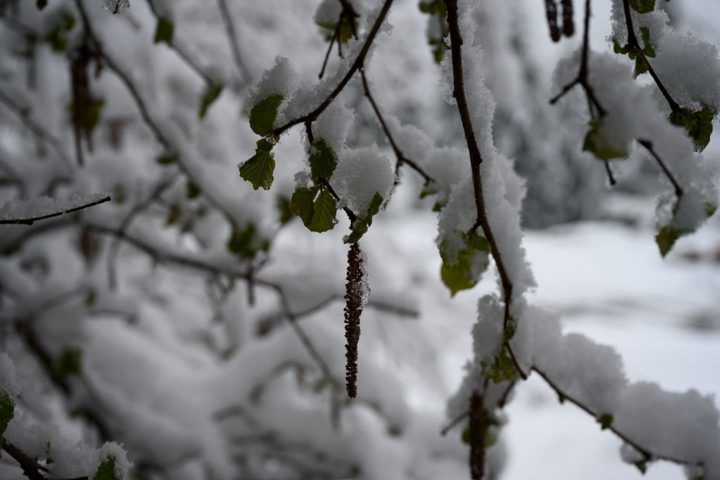 Wintereinbruch_Seewis_1