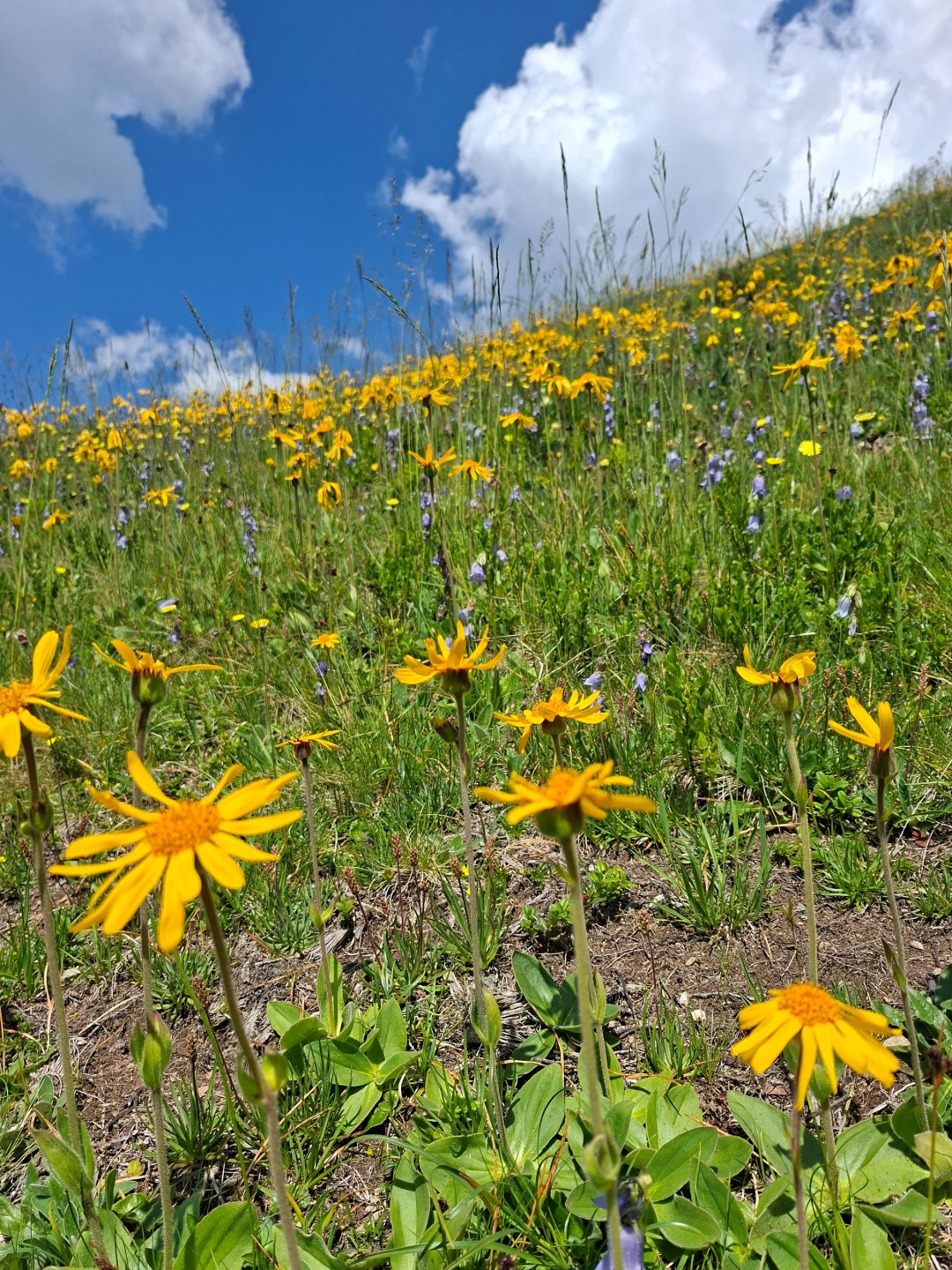 Arnica-Wiese@Nicole Trautvetter