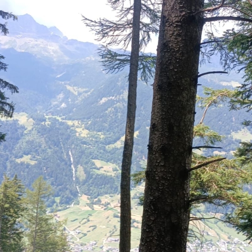IMG-20260810-WA0013
